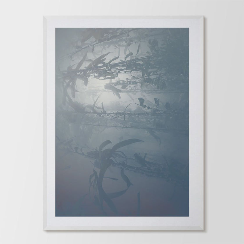 Kelp Dreams